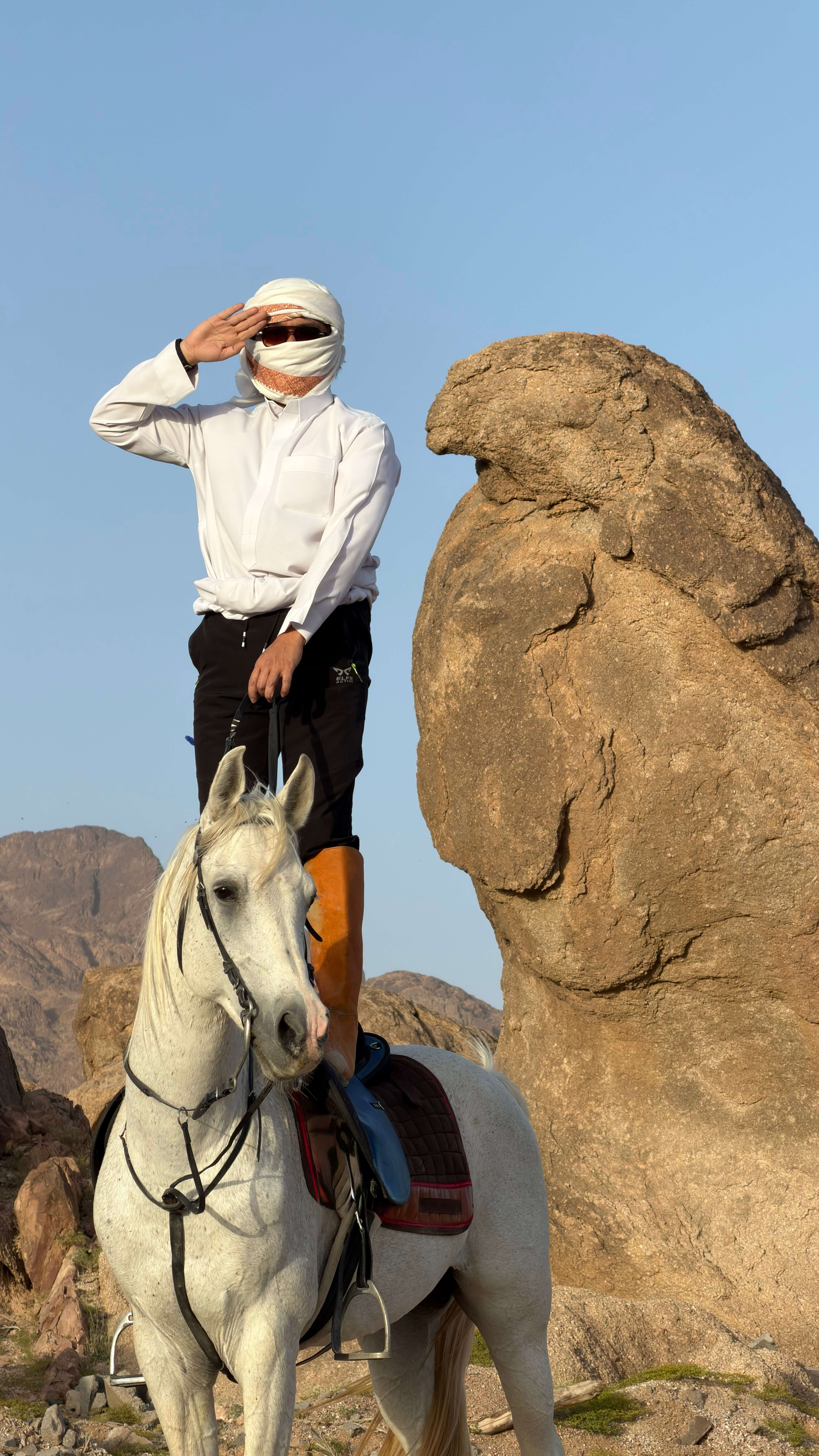 Kuda Arabian Terlatih